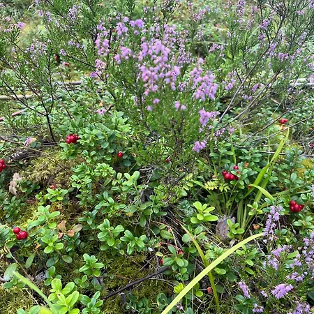 Forest Nine Habitación en casa particular *